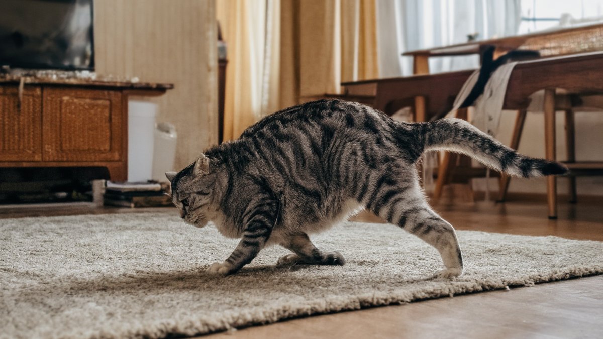 A restless silver tabby cat crouched on a living room rug with hindquarters raised and tail to one side