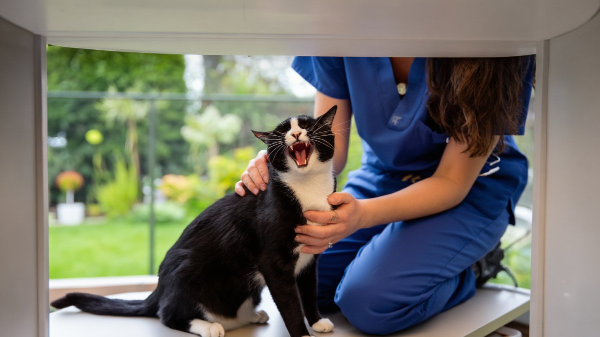 A black-and-white tuxedo cat vocalizing with its mouth open while a veterinary technician kneels beside it