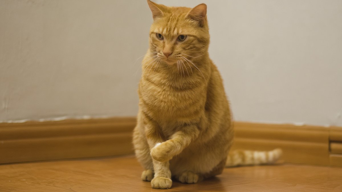 A ginger tabby cat with one front paw lifted, sitting on a wooden floor in soft window light