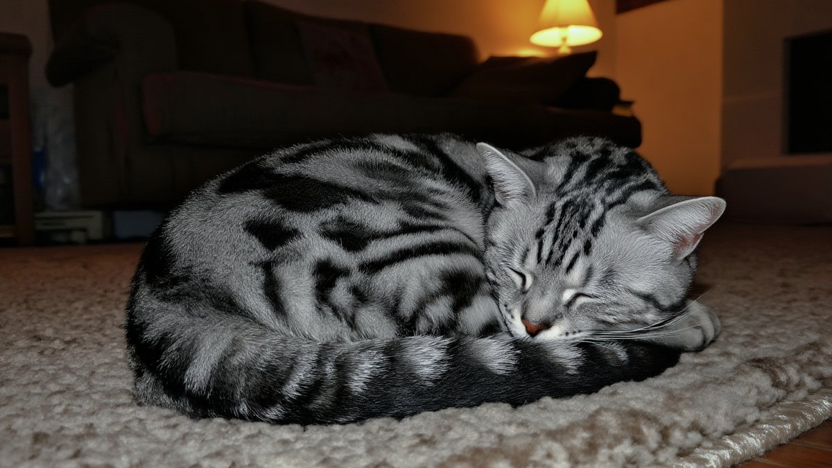 A silver tabby cat curled resting quietly on a soft rug in a dim cozy living room, recovering