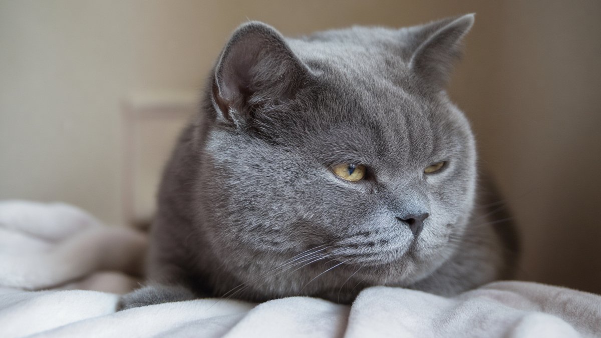 A grey tabby cat with a slightly puffy cheek resting on a soft blanket in gentle afternoon light