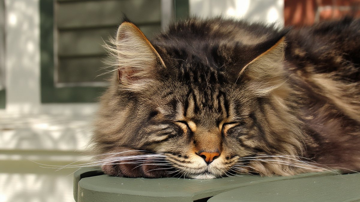 A Maine Coon cat lying flat on a sunlit wooden porch bench, eyes half closed, looking gently tired after a vet visit