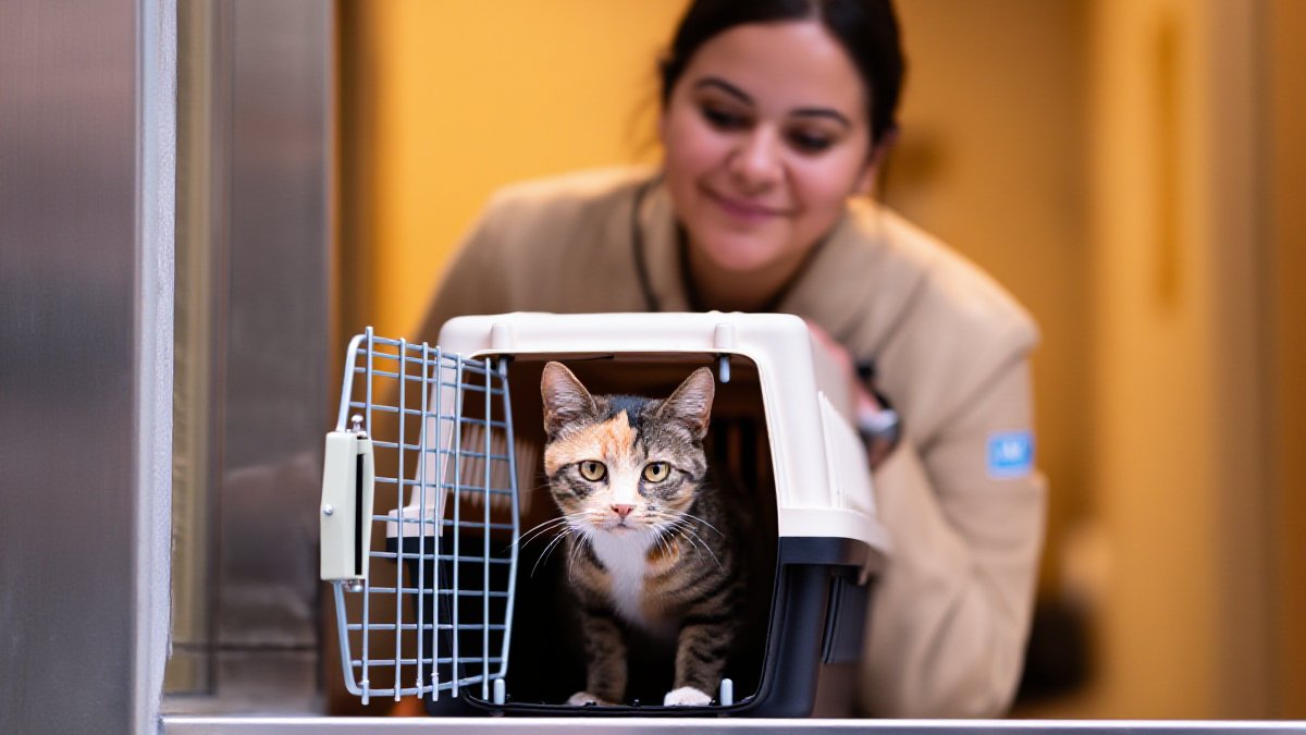 A brown tabby cat inside a carrier on a clinic check-in counter while a friendly veterinary receptionist leans in to greet them