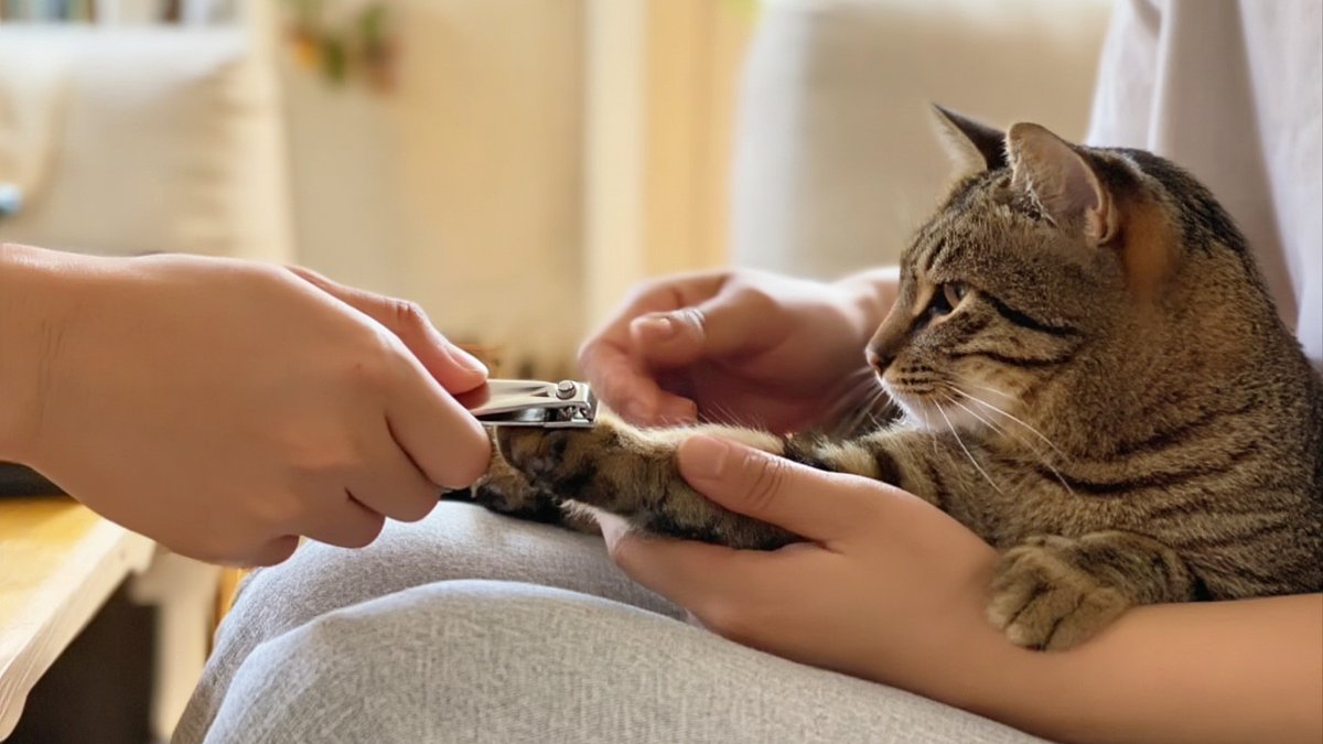 A calm brown tabby cat lying across an owner’s lap while the owner gently trims its nails with pet clippers