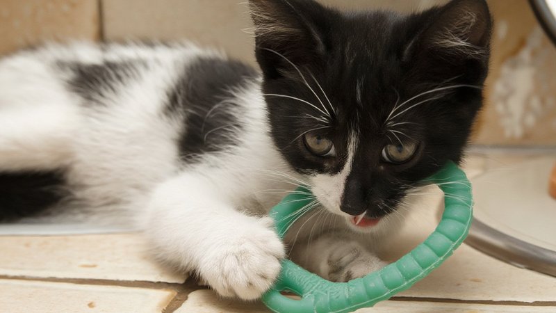 A black and white kitten gnawing on a rubber teething ring on a kitchen tile floor, a few crumbly kibble pieces scattered nearby