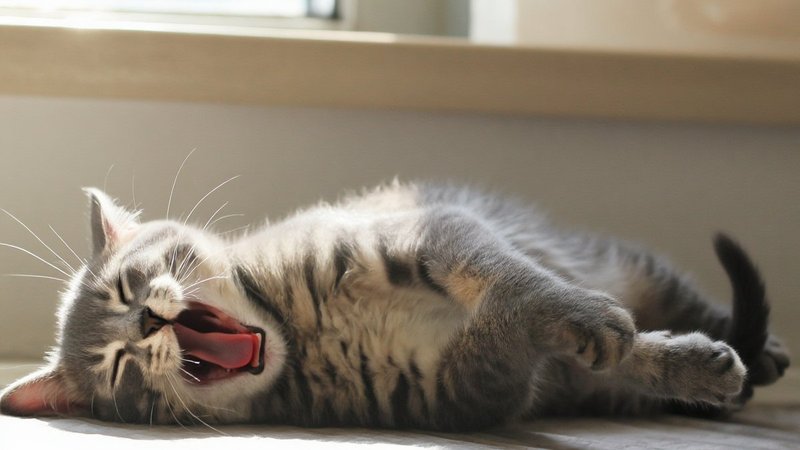 A grey tabby kitten lying on its side in a sunlit window, mouth slightly open with a few small teeth visible, mid-yawn